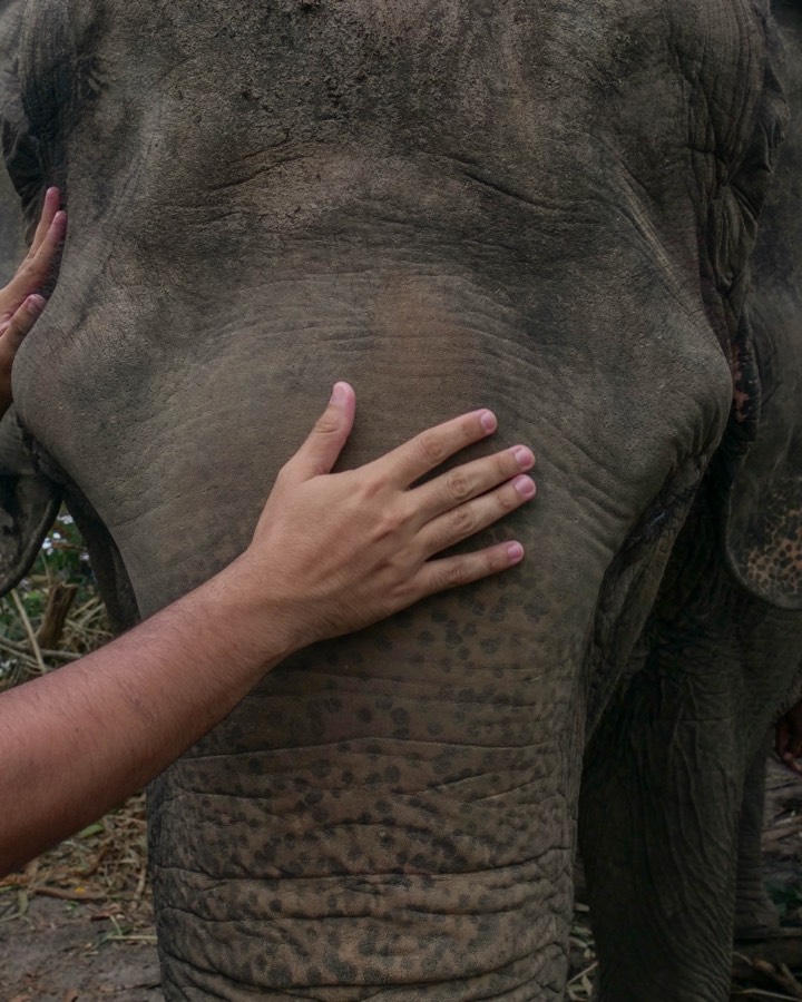 Koh Yao Island Safari — ele-5