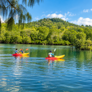 Mangrove Kayaking - Image 3