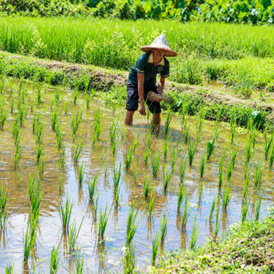 Program B: Koh Yao Yai Community & Local Life Tour - Image 4